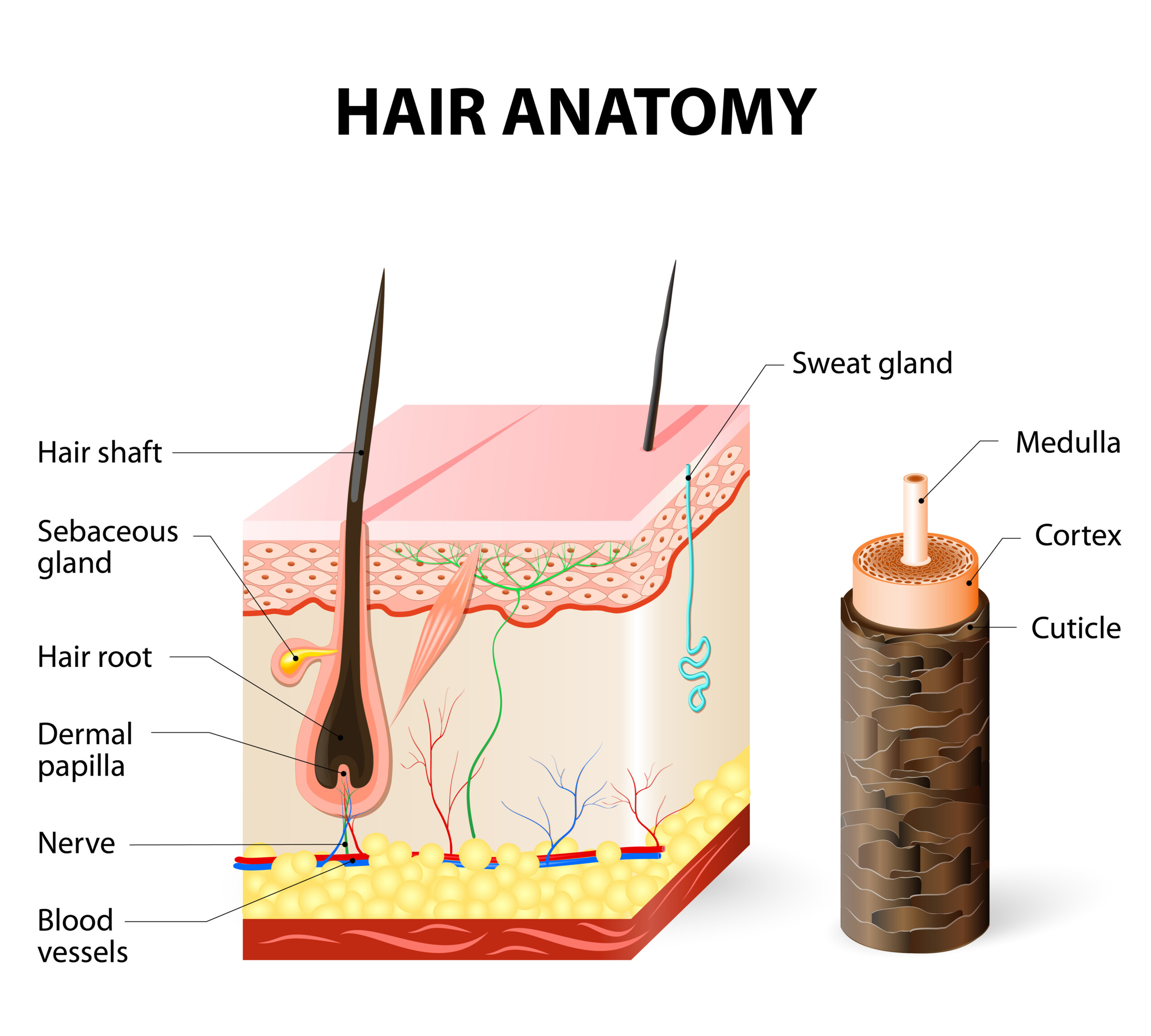 Hair Loss Treatment Perth