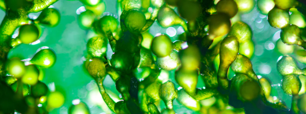 Deep Sea Peel Chlorella